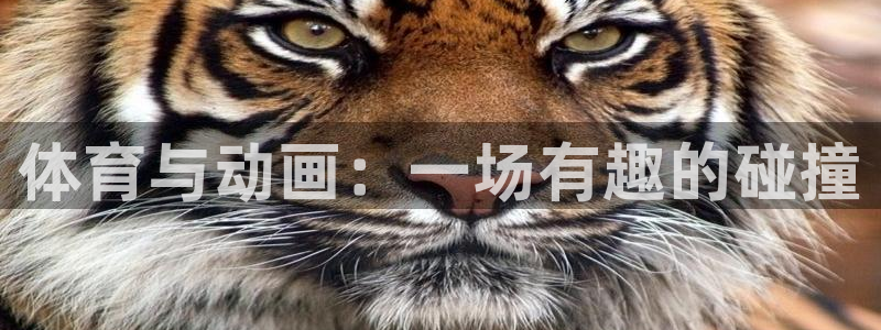 77体育官网